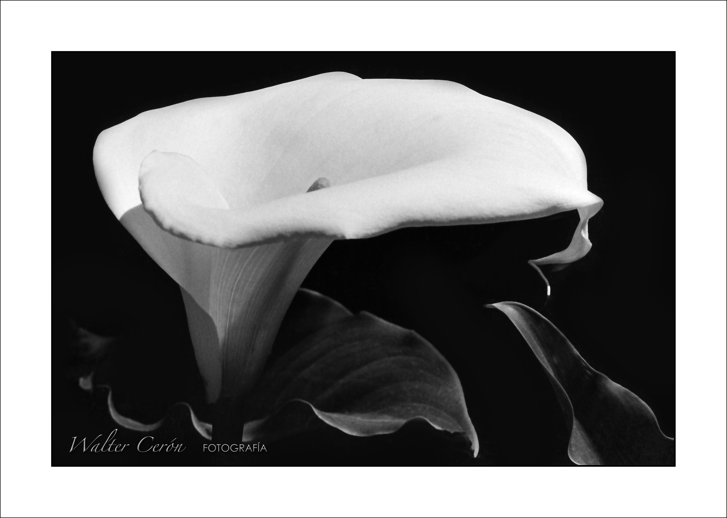 Walter Ceron FOTOGRAFÍA